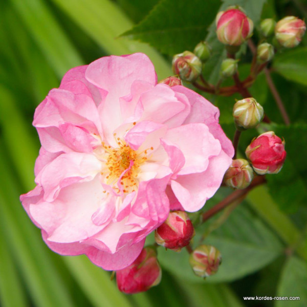 LAVENDER SILHOUETTE®